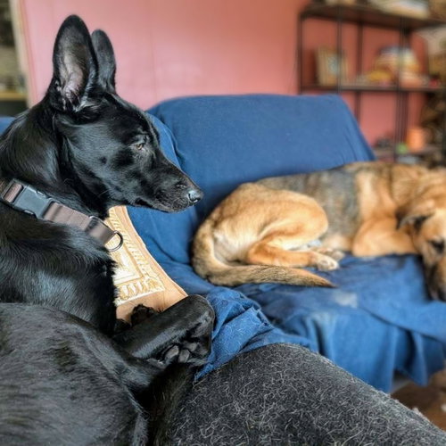 NAPA - German Shepherd Dog available for adoption