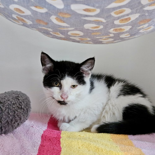 ELLIOT - Domestic Short Hair available for adoption