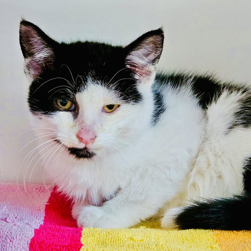 ELLIOT - Domestic Short Hair available for adoption