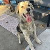 Joey - Photo 8