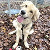 Joey - Photo 3