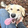 Joey - Photo 2
