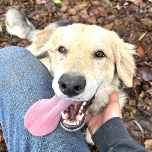 JOEY - German Shepherd Dog available for adoption