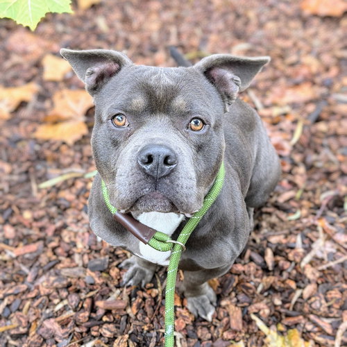 RUGBY - Unknown available for adoption
