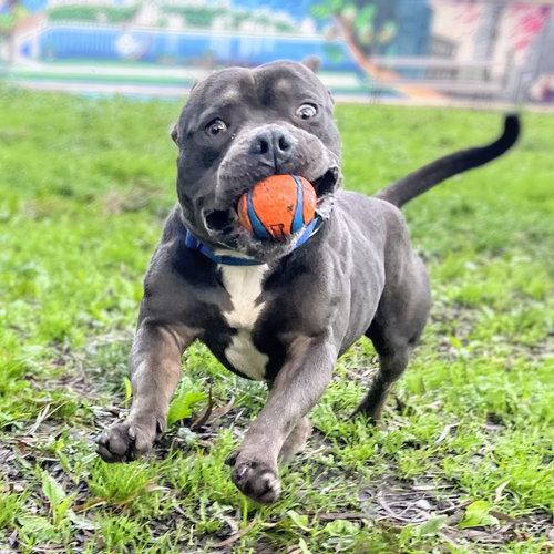 RUGBY - Unknown available for adoption