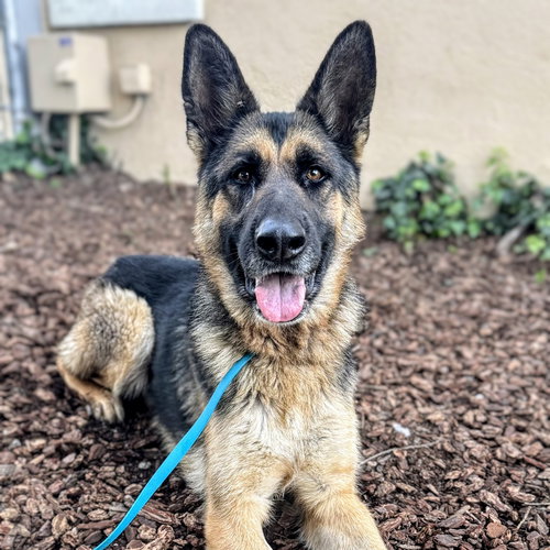 JAXON - German Shepherd Dog available for adoption