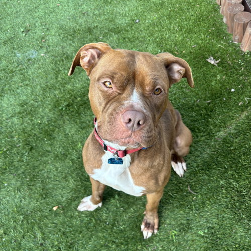 CINNAMOROLL - American Pit Bull Terrier available for adoption
