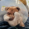 Praline - Photo 7