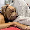 Praline - Photo 3