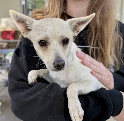 NESSA - Chihuahua available for adoption