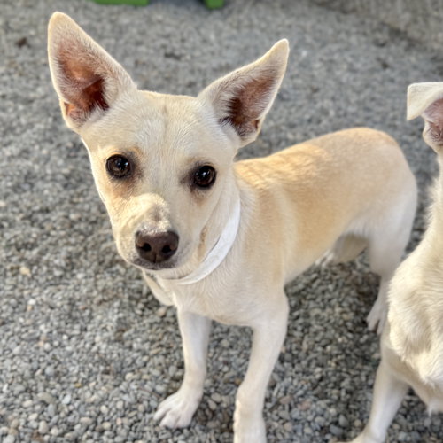 NESSA - Chihuahua available for adoption