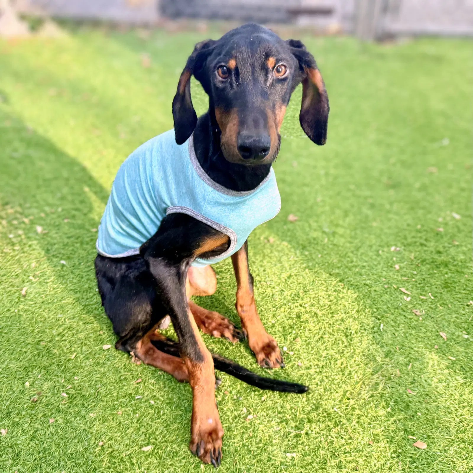 Muchacho - Doberman Pinscher