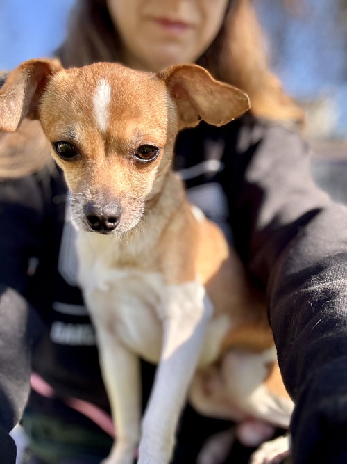 VALERIANT - Chihuahua available for adoption