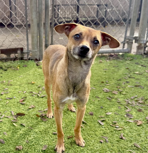 THREADS - Chihuahua available for adoption