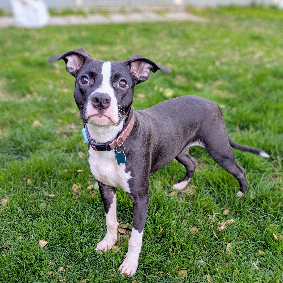 Tilly Image