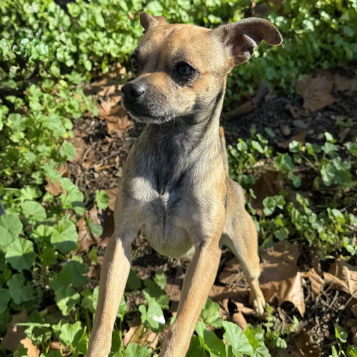 MALLORY - Pit Bull Terrier available for adoption