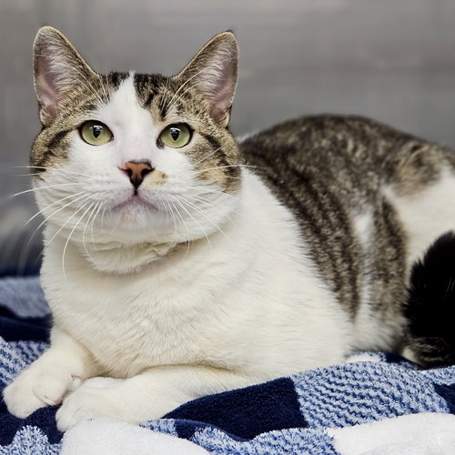 Frank, Baby Domestic Short Hair / Mixed (short coat), cat for adoption in Oakley, California
