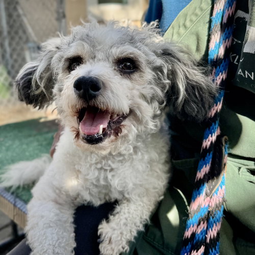 BARLEY - Poodle (Miniature) available for adoption
