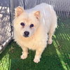 Toby - Photo 8