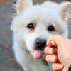 Toby - Photo 3