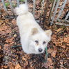 Toby - Photo 6
