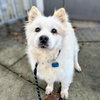Toby - Photo 4