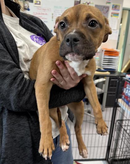 PINTO BEAN - French Bulldog available for adoption