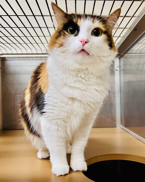 SABRINA - Domestic Medium Hair available for adoption