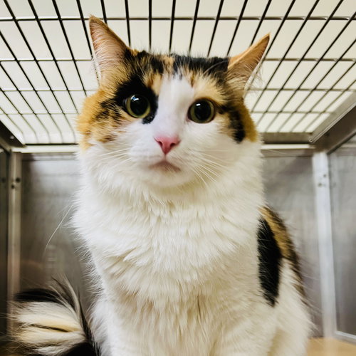 SABRINA - Domestic Medium Hair available for adoption