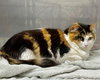 Sabrina - Photo 4