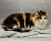 Sabrina - Photo 5