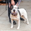 Shea - Photo 5