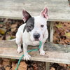 Shea - Photo 7