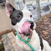 Shea - Photo 6