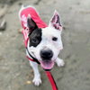 Shea - Photo 1