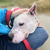 Shea - Photo 4