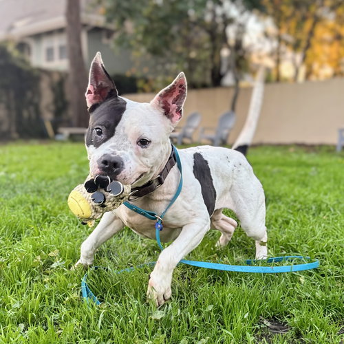 SHEA - Pit Bull Terrier available for adoption