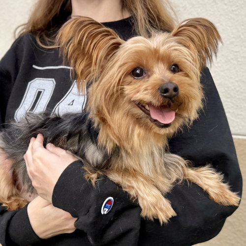 WHIRL - Yorkshire Terrier Yorkie available for adoption