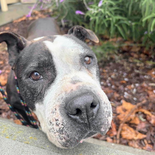 JEWEL - Pit Bull Terrier available for adoption