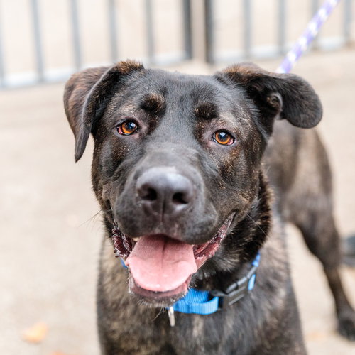 ORIGAMI - Shepherd available for adoption