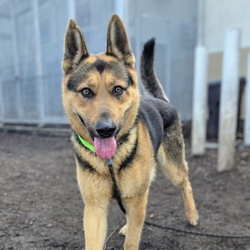 TOFFEE - German Shepherd Dog available for adoption
