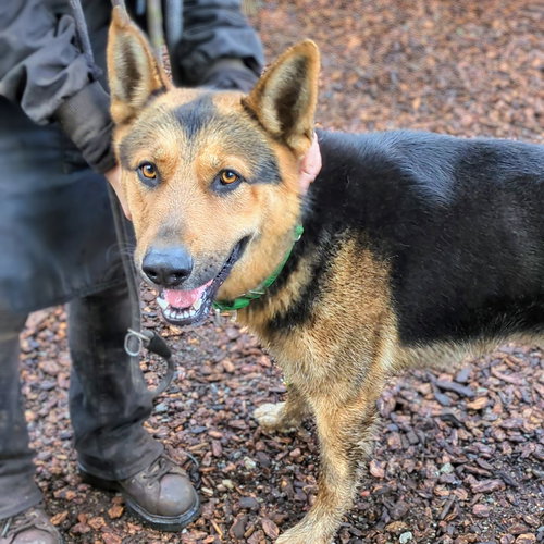 TOFFEE - German Shepherd Dog available for adoption