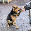 Toffee - Photo 3