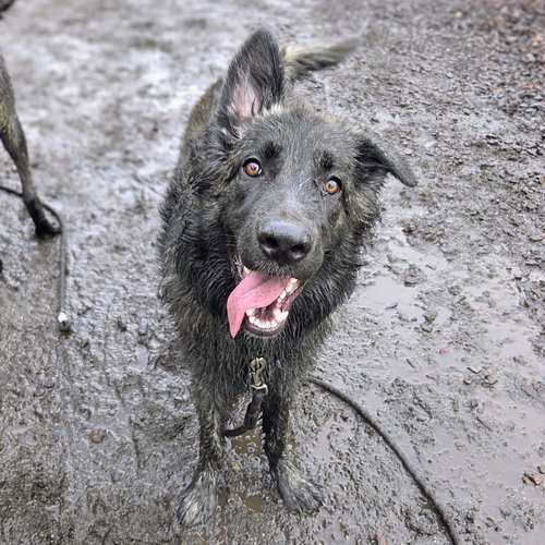 MACARONI - Shepherd available for adoption