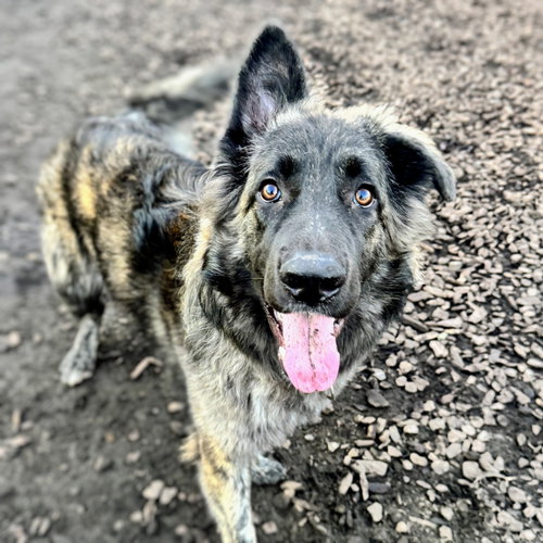 MACARONI - Shepherd available for adoption