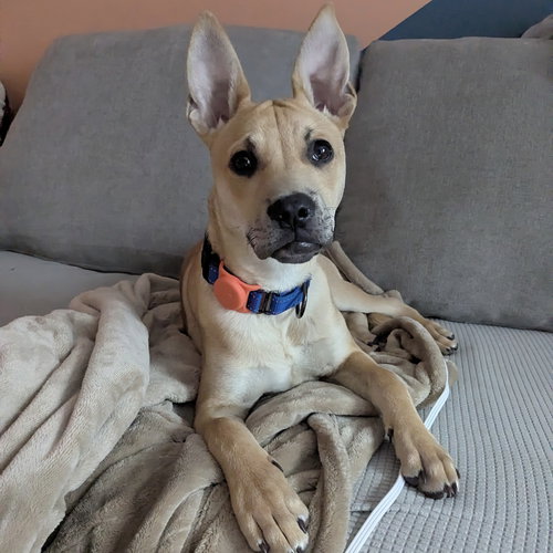 BUDDY LOVE - Unknown available for adoption