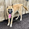 Tintin - Photo 6