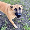 Tintin - Photo 7