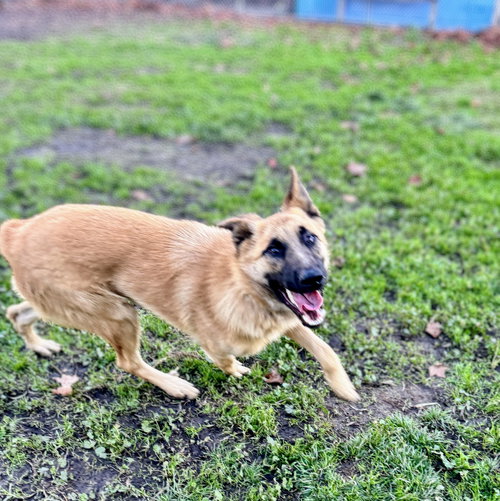 TINTIN - German Shepherd Dog available for adoption