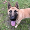 Tintin - Photo 3